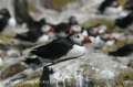 farne islands. bempton cliffs-37